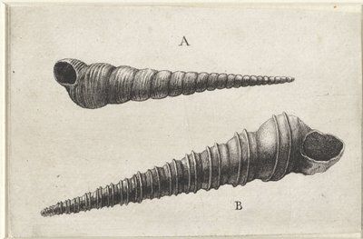 Shells, Turritella Terebra (A) and Turritella Duplicata (B) (series title: Shells) by Wenceslaus Hollar