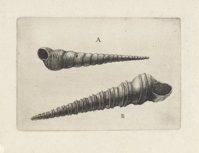 Shells, Turritella Terebra (A) and Turritella Duplicata (B) by Wenceslaus Hollar