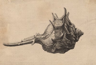 Shell Murex brandaris by Wenceslaus Hollar