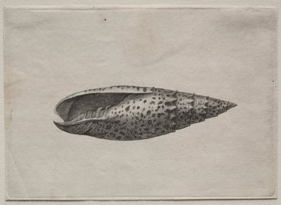 Shells: Mitra Papalis L by Wenceslaus Hollar