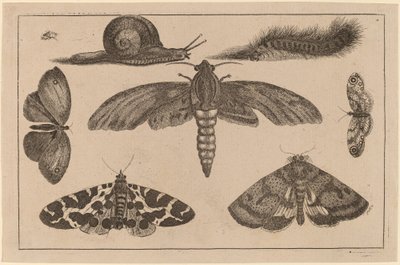 Six Insects, a Caterpillar, and a Snail by Wenceslaus Hollar