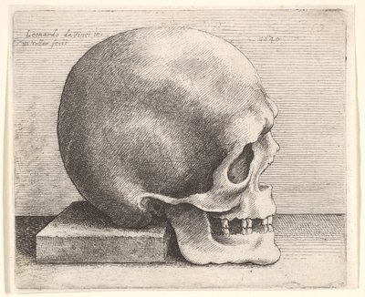 Skull in profile to right by Wenceslaus Hollar