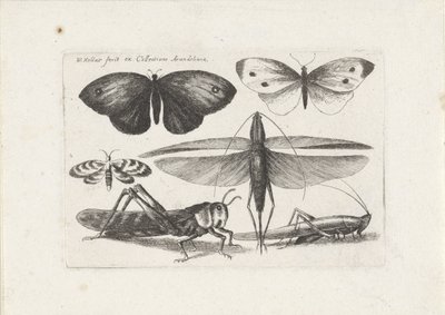 Grasshoppers and Butterflies (series title: Insects, Muscarum Scarabeorum) by Wenceslaus Hollar
