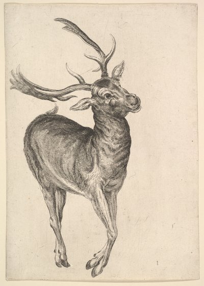 Stag, 1625-77 by Wenceslaus Hollar