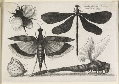 The Set of Butterflies, One of Twelve by Wenceslaus Hollar