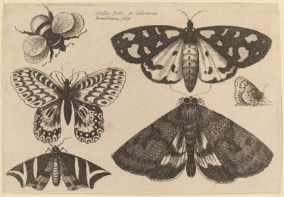 Three Moths, Two Butterflies, and a Bumble Bee by Wenceslaus Hollar