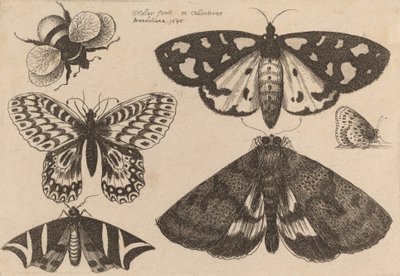 Three Moths, Two Butterflies, and a Bumble Bee, 1646 by Wenceslaus Hollar