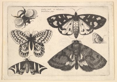 Three Moths, Two Butterflies and a Bumble Bee by Wenceslaus Hollar