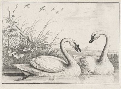 Two Swans by Wenceslaus Hollar