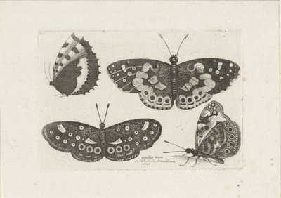 Four Butterflies by Wenceslaus Hollar