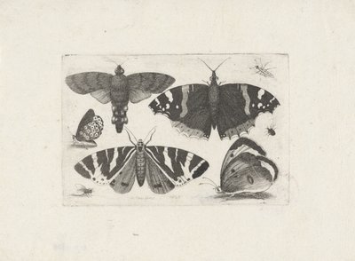 Four Butterflies, a Moth, Two Beetles, and a Fly by Wenceslaus Hollar