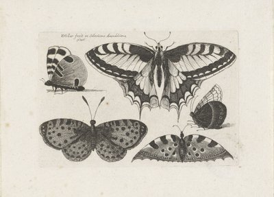 Five Butterflies by Wenceslaus Hollar