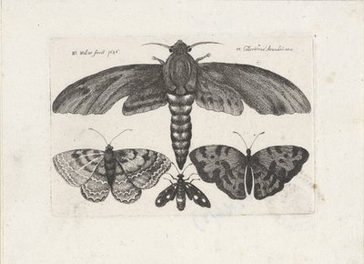 Butterflies and a Moth (Insects series) by Wenceslaus Hollar