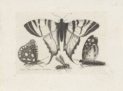 Butterflies and a Wasp Insects (series title) Muscarum Scarabeorum (series title) by Wenceslaus Hollar
