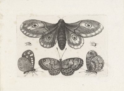 Butterflies, Beetles, and a Moth (Insects) by Wenceslaus Hollar