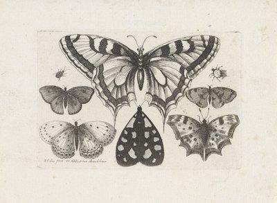 Butterflies, Beetles, and a Moth by Wenceslaus Hollar