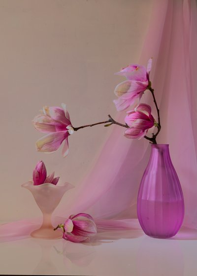 Soft Pink Magnolias by Wendy Xu