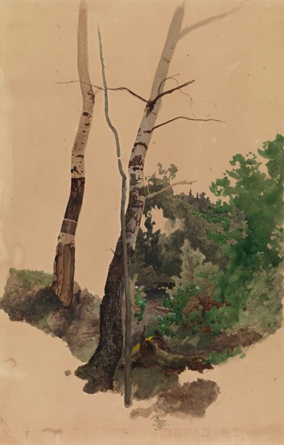 Two Bare Birch Trunks and Bushes by Werner Holmberg