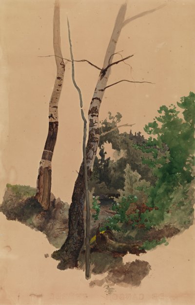 Two Bare Birch Trunks and Bushes by Werner Holmberg