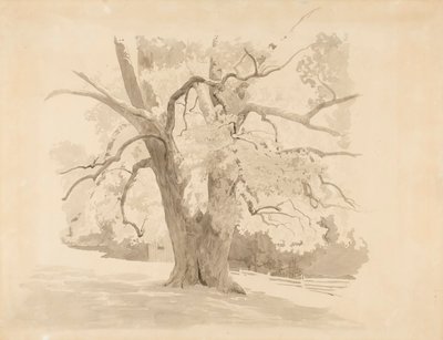 Base of an Old Deciduous Tree by Werner Holmberg