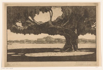 Waringin Trees in the Garden of the Sultan