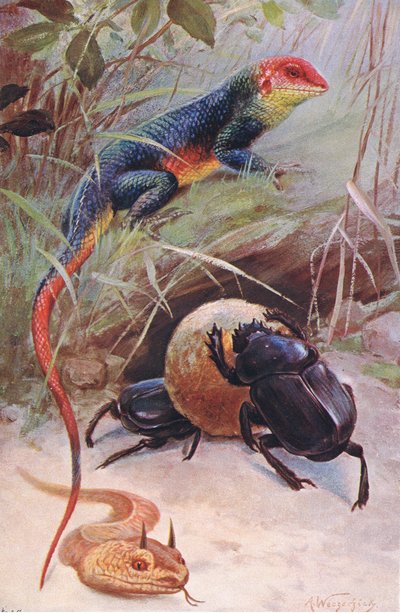A Gama, Horned Viper and Sacred Beetle, illustration from Wildlife of the World by Wilhelm Kuhnert