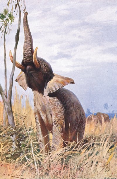 African Elephant, illustration from Wildlife of the World, c.1910 by Wilhelm Kuhnert