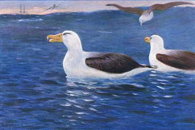 Albatross, illustration from Wildlife of the World, c.1910 by Wilhelm Kuhnert