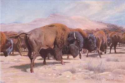 American Bison by Wilhelm Kuhnert