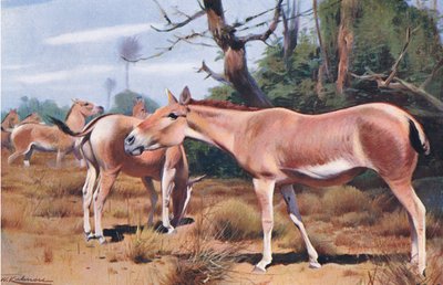 Asiatic Wild Ass by Wilhelm Kuhnert