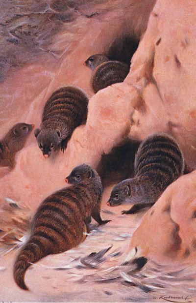 Banded Mongoose, illustration from Wildlife of the World by Wilhelm Kuhnert