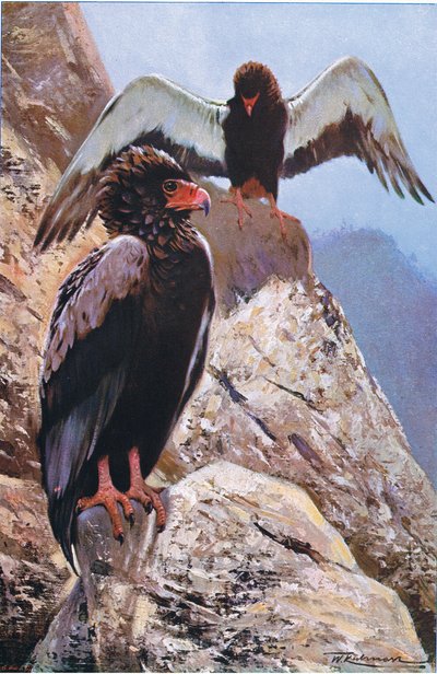 Bateleur Eagle, illustration from Wildlife of the World, c.1910 by Wilhelm Kuhnert