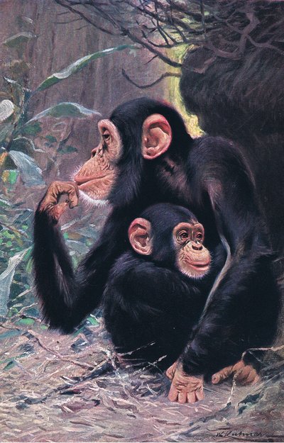 Chimpanzee, illustration from Wildlife of the World by Wilhelm Kuhnert