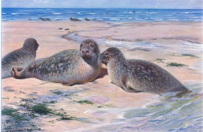 Common Seal by Wilhelm Kuhnert