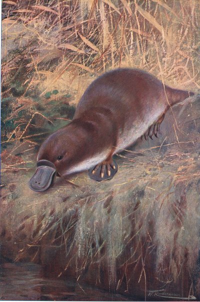 Duckbill, illustration from Wildlife of the World, c.1910 by Wilhelm Kuhnert