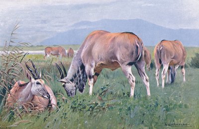Eland, illustration from Wildlife of the World, c.1910 by Wilhelm Kuhnert