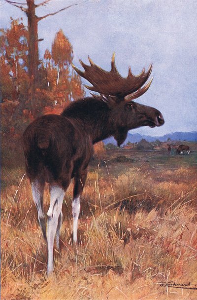 Elk or Moose by Wilhelm Kuhnert