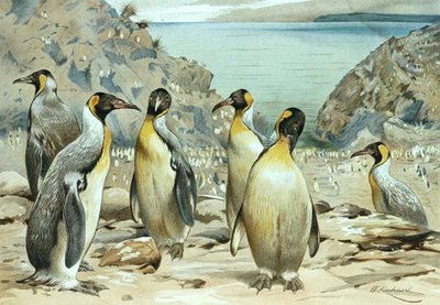 Emperor Penguin, plate from 