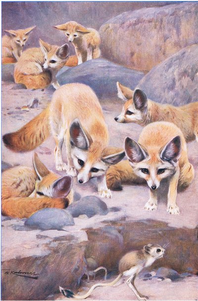Fennec and Jerboa, illustration from Wildlife of the World by Wilhelm Kuhnert