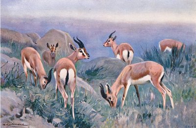 Gazelle by Wilhelm Kuhnert