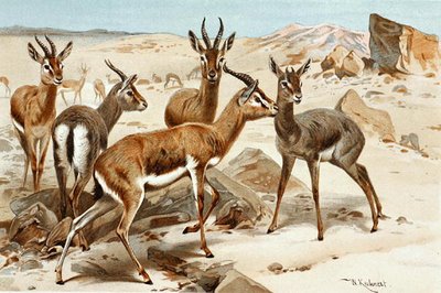 Gazelles, plate from "Brehms Tierleben: Allgemeine Kunde des Tierreichs", vol. 3, p. 9, published by Bibliographisches Institut by Wilhelm Kuhnert