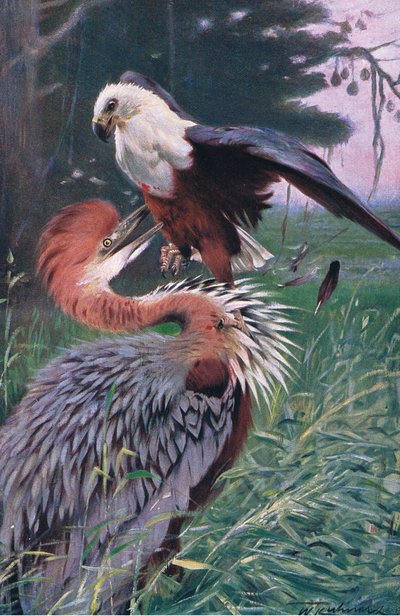 Giant Heron and Sea Eagle, illustration from Wildlife of the World, c.1910 by Wilhelm Kuhnert