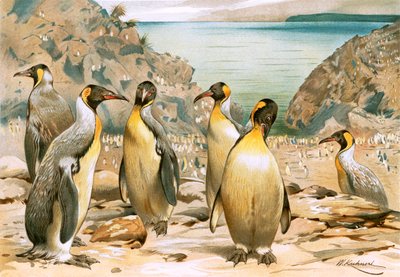 Giant Penguins by Wilhelm Kuhnert