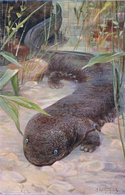 Giant Salamander by Wilhelm Kuhnert