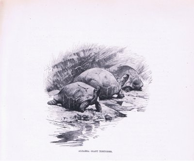 Giant Tortoises, illustration from Wildlife of the World, c.1910 by Wilhelm Kuhnert