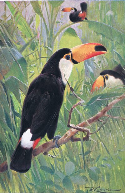 Giant Toucan by Wilhelm Kuhnert