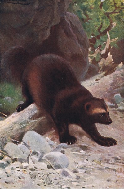 Glutton or Wolverine by Wilhelm Kuhnert