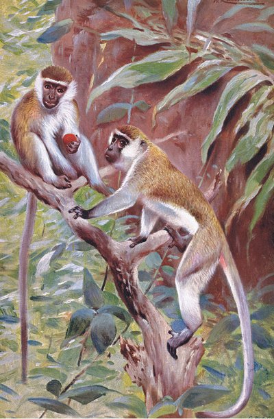 Green Monkey, illustration from Wildlife of the World by Wilhelm Kuhnert