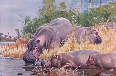 Hippopotamus, illustration from Wildlife of the World, c.1910 by Wilhelm Kuhnert