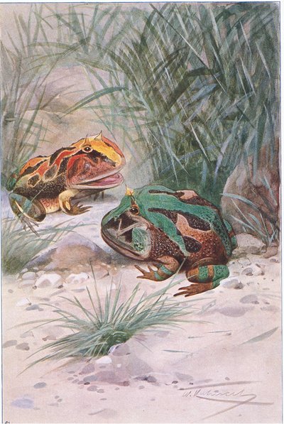 Horned Frog by Wilhelm Kuhnert